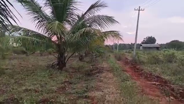 1.1-Acre Coconut Farm in Halagur