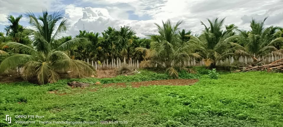 75-Acre Developed Farmland Near Hiriyur