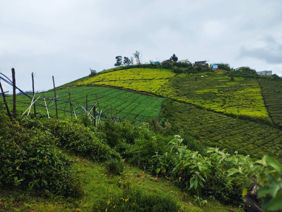 10.5-Acre Tea and Vegetable Farm in Ooty