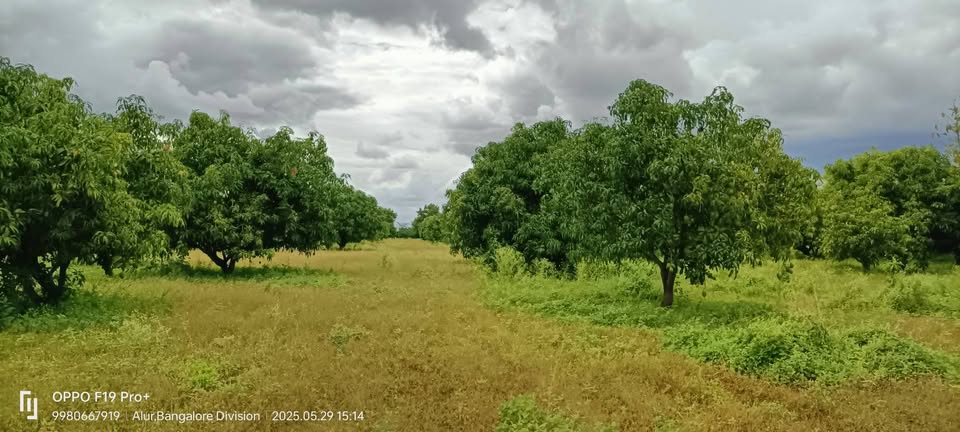 75-Acre Developed Farmland Near Hiriyur
