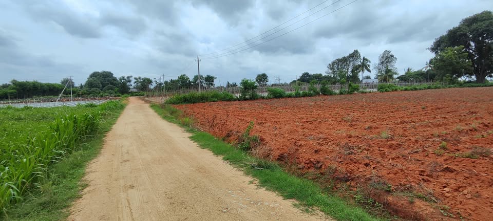 1.5-Acre Mango Orchard in Mulabagal