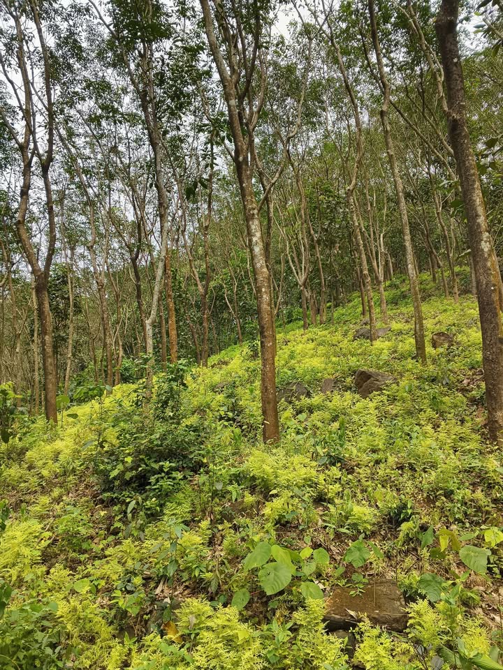 2-Acre Rubber Plantation in Palakkad