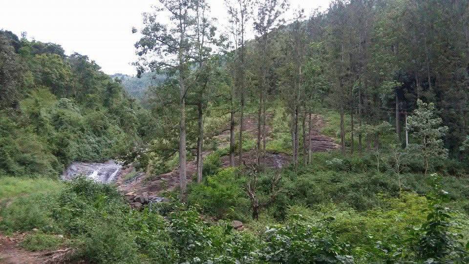 143-Acre Coffee and Pepper Farm in Kodaikanal