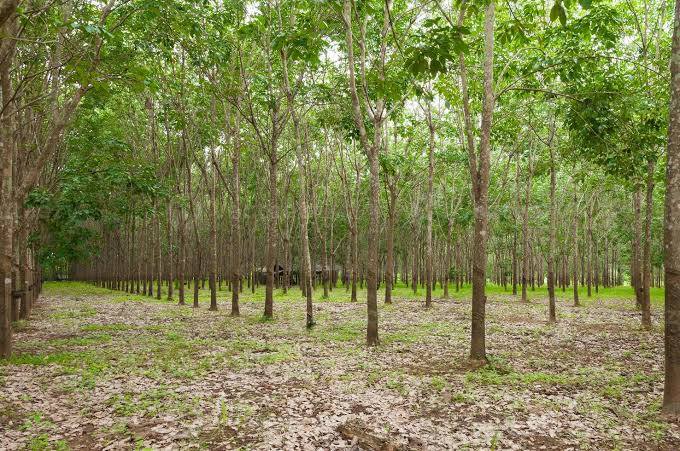 2.16-Acre Rubber Plantation in Ilamanur