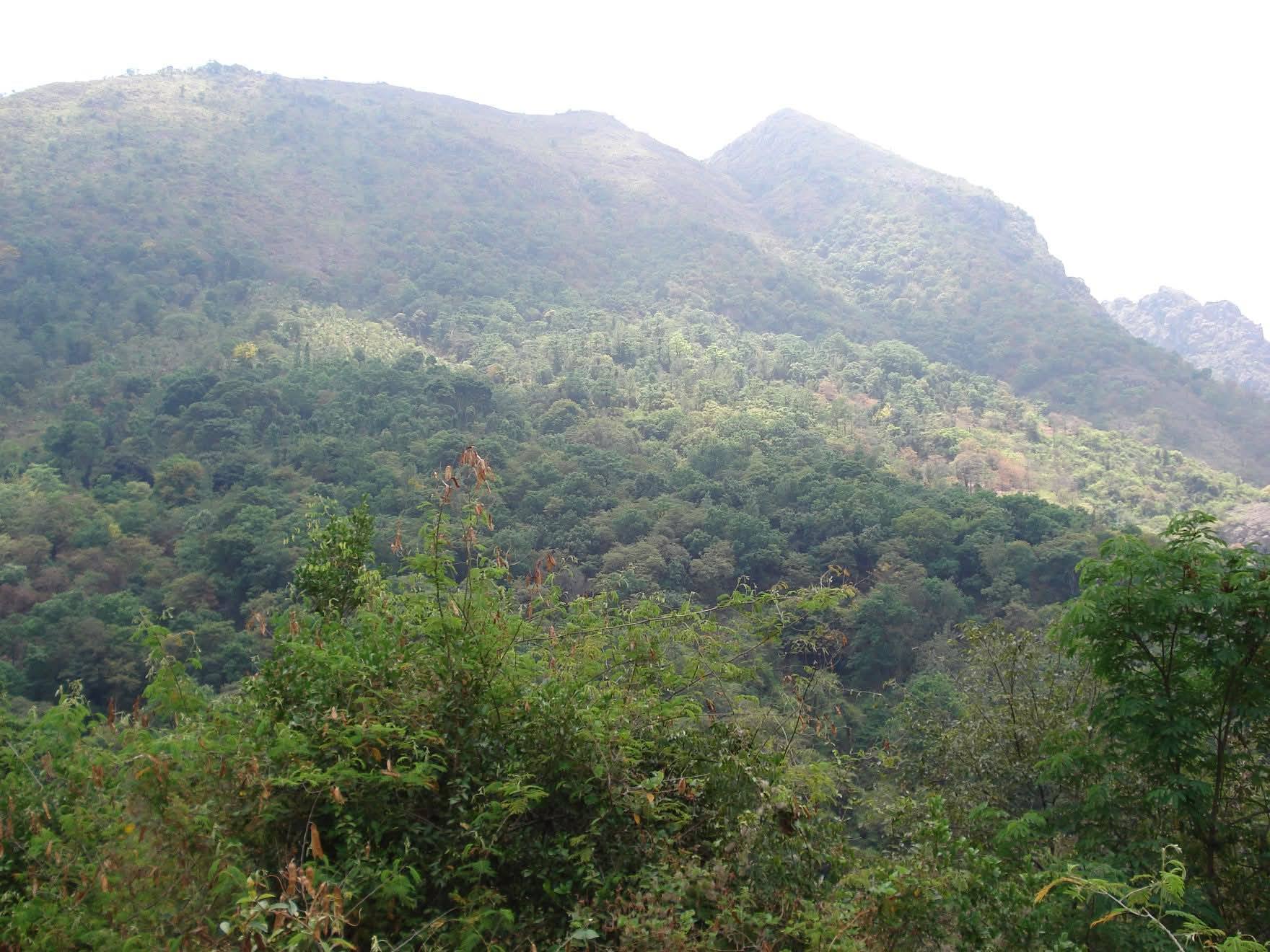 143-Acre Coffee and Pepper Farm in Kodaikanal