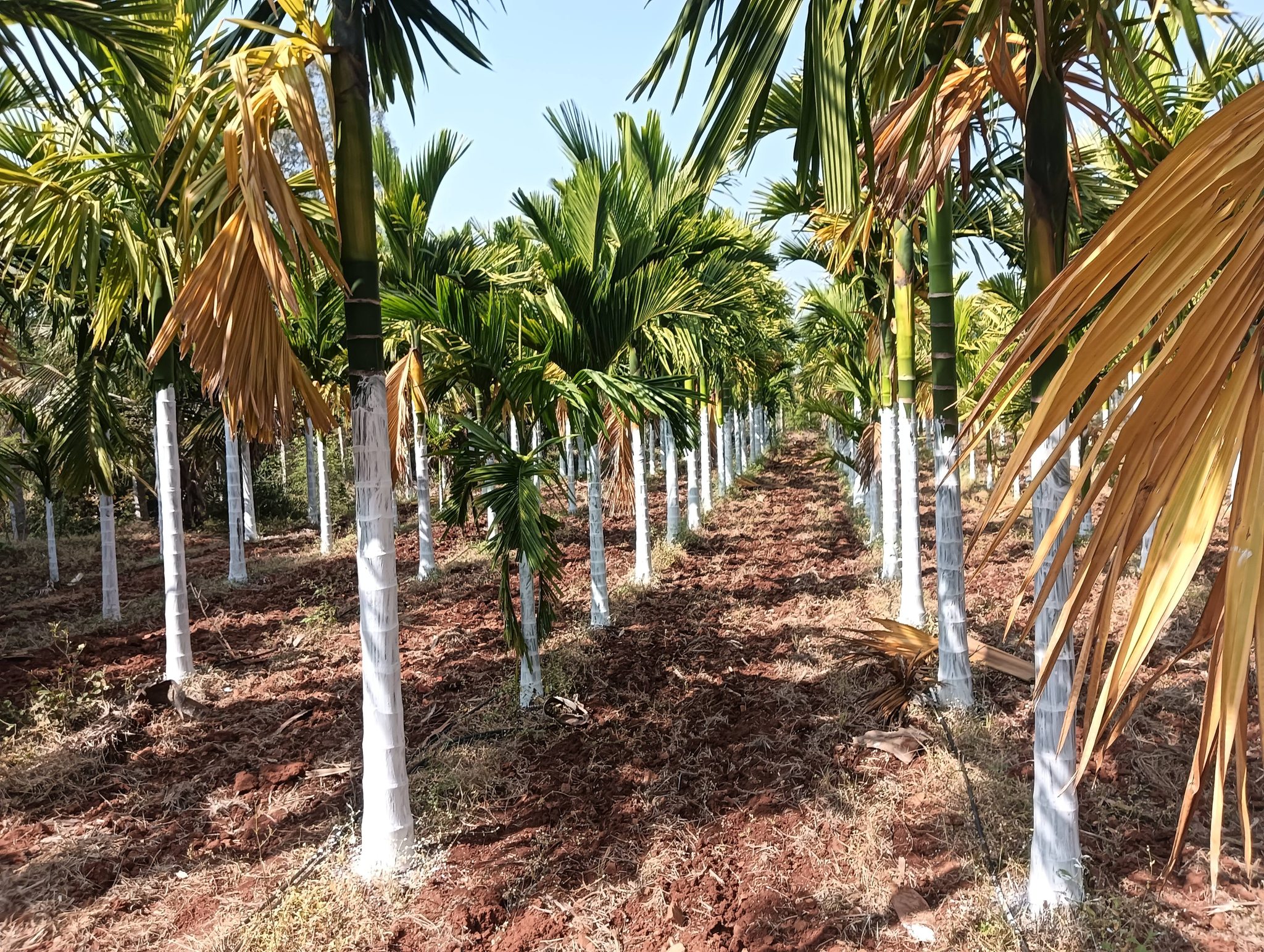 1.75-Acre Agricultural Land in Hiriyur