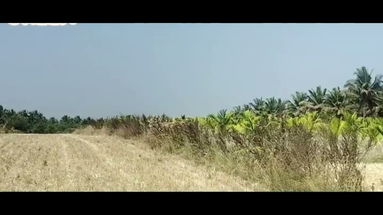 1.25-Acre Agricultural Land in Chikkanayakanahalli