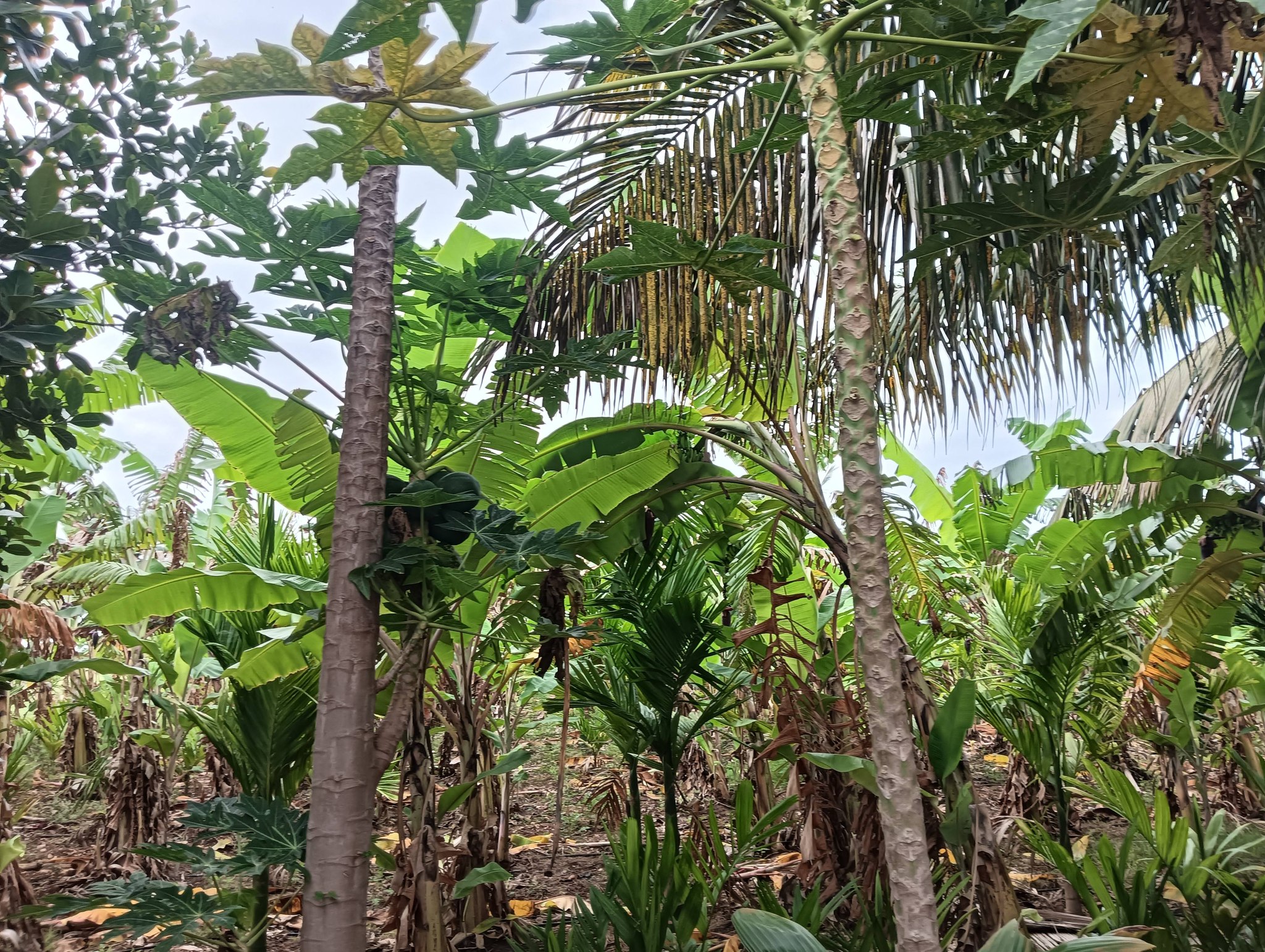 2.6-Acre Land in Hiriyur