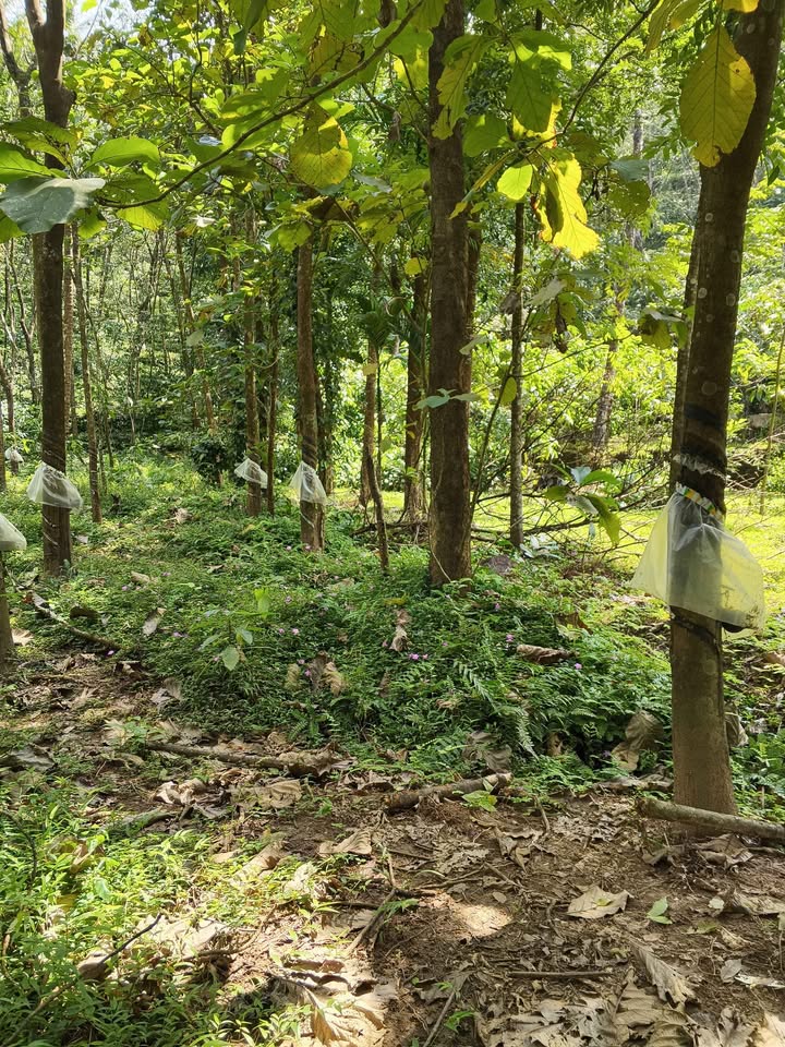 2-Acre Rubber Plantation in Palakkad