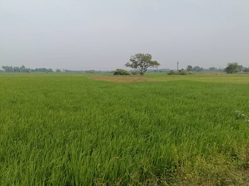 0.5-Acre Agriculture Land in Vengal