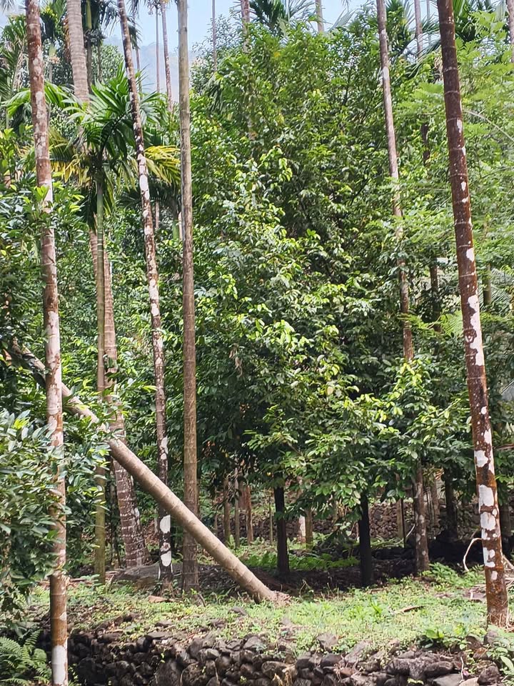 9-Acre Coconut and Rubber Plantation in Palakkad