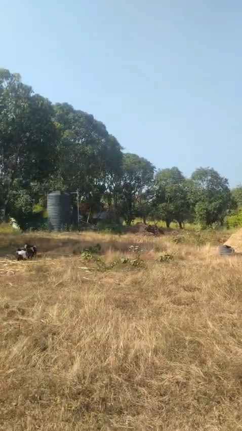 10-Acre Developed Farm Land Near Malaprabha River