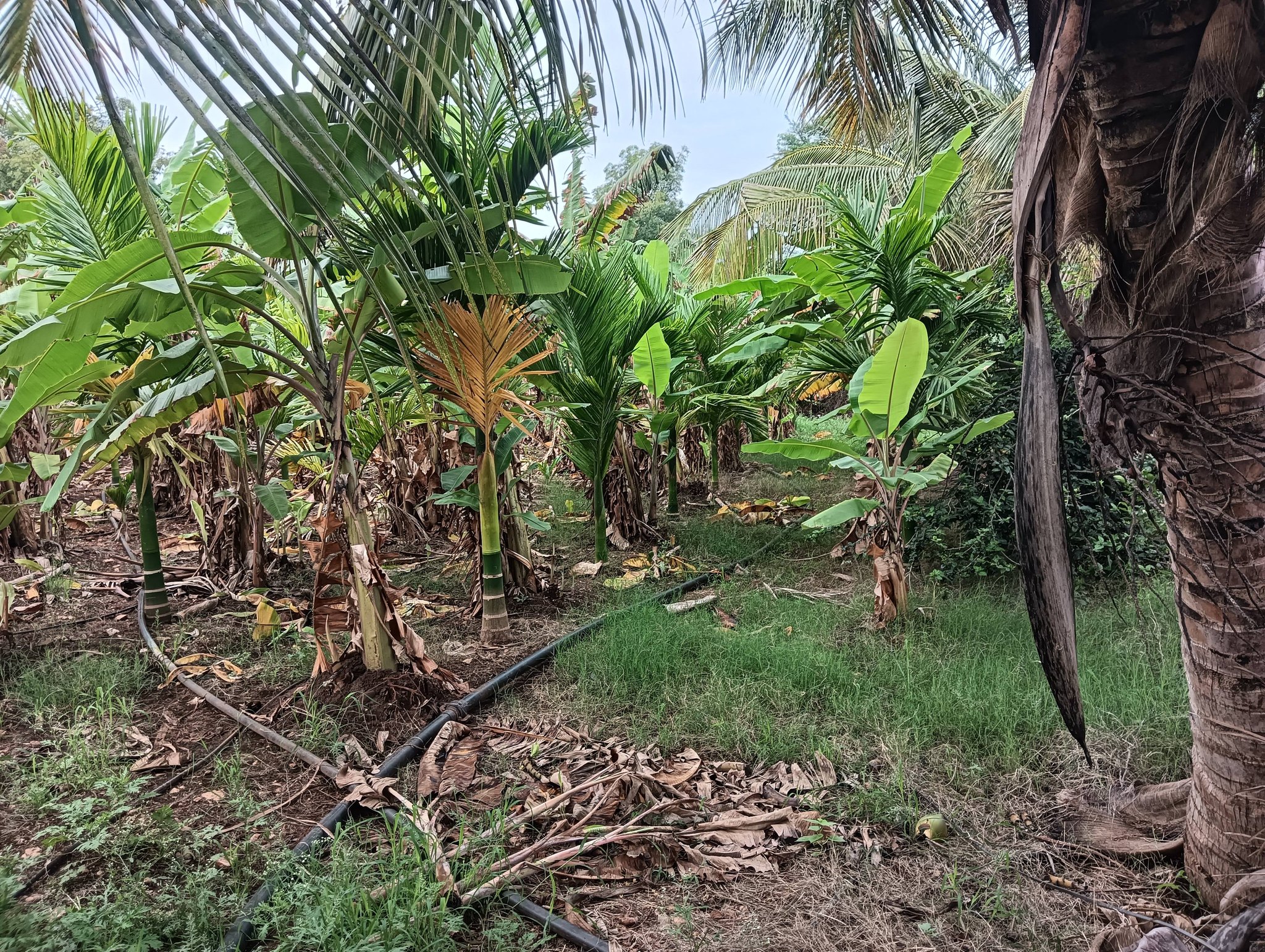 2.6-Acre Land in Hiriyur