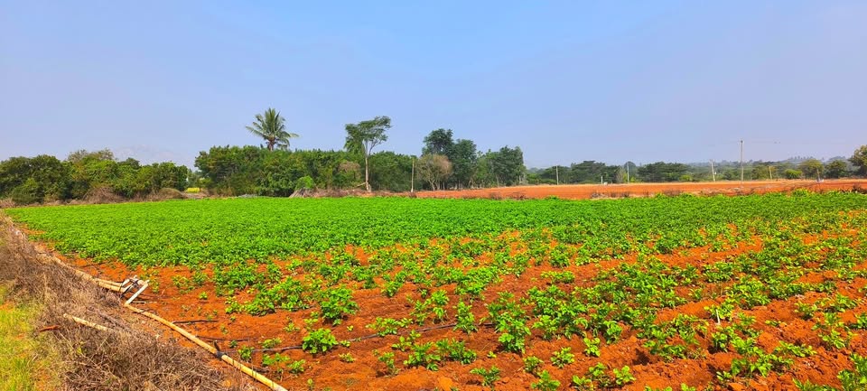 1.5-Acre Mango Orchard in Mulabagal