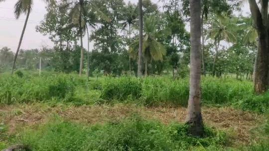 171-Acre Agricultural Land near Bidadi