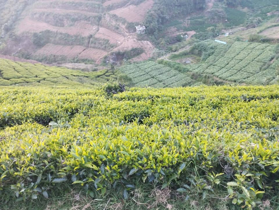10.5-Acre Tea and Vegetable Farm in Ooty
