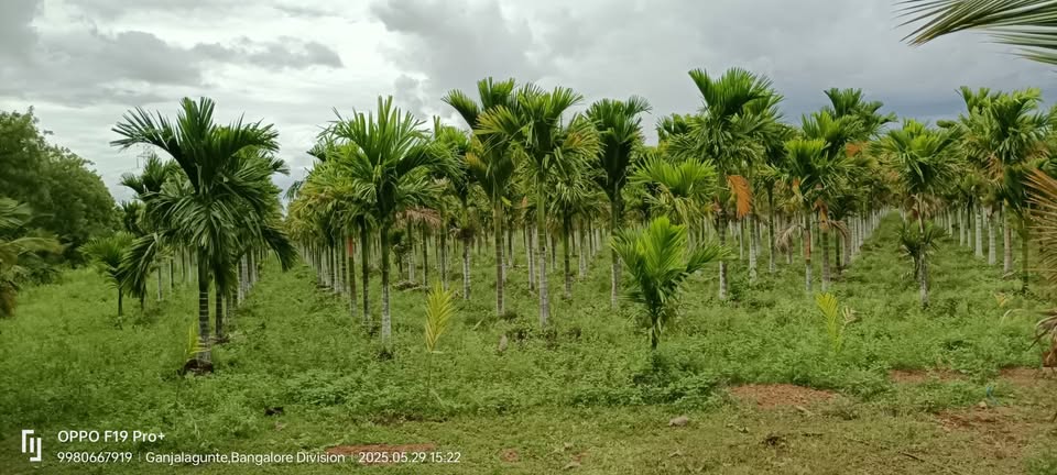 75-Acre Developed Farmland Near Hiriyur
